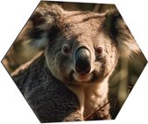 Dibond Hexagon - Aankijkende Koala in het Bos - 70x60.9 cm Foto op Hexagon (Met Ophangsysteem)