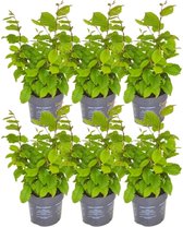 Plants by Frank | 1 strekkende meter haagbeuk | 6x Carpinus Betulus Ø12 cm - 20 cm | winterharde haagplanten | Bladverliezende haag | Tuinplanten | Planten