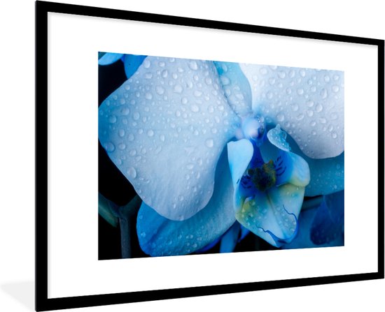 Fotolijst incl. Poster - Close-up van een blauwe orchidee met lichtgekleurde bladeren - 90x60 cm - Posterlijst