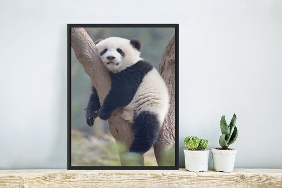 Jeune panda dort dans un arbre 20x30 cm - petit
