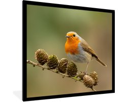 Poster - Fotolijst - Vogel - Roodborstje - Dennenappels - Tak - Herfst - 40x40 cm - Poster met kader - Woondecoratie - Foto in lijst - Poster vogels - Poster natuur - Frame