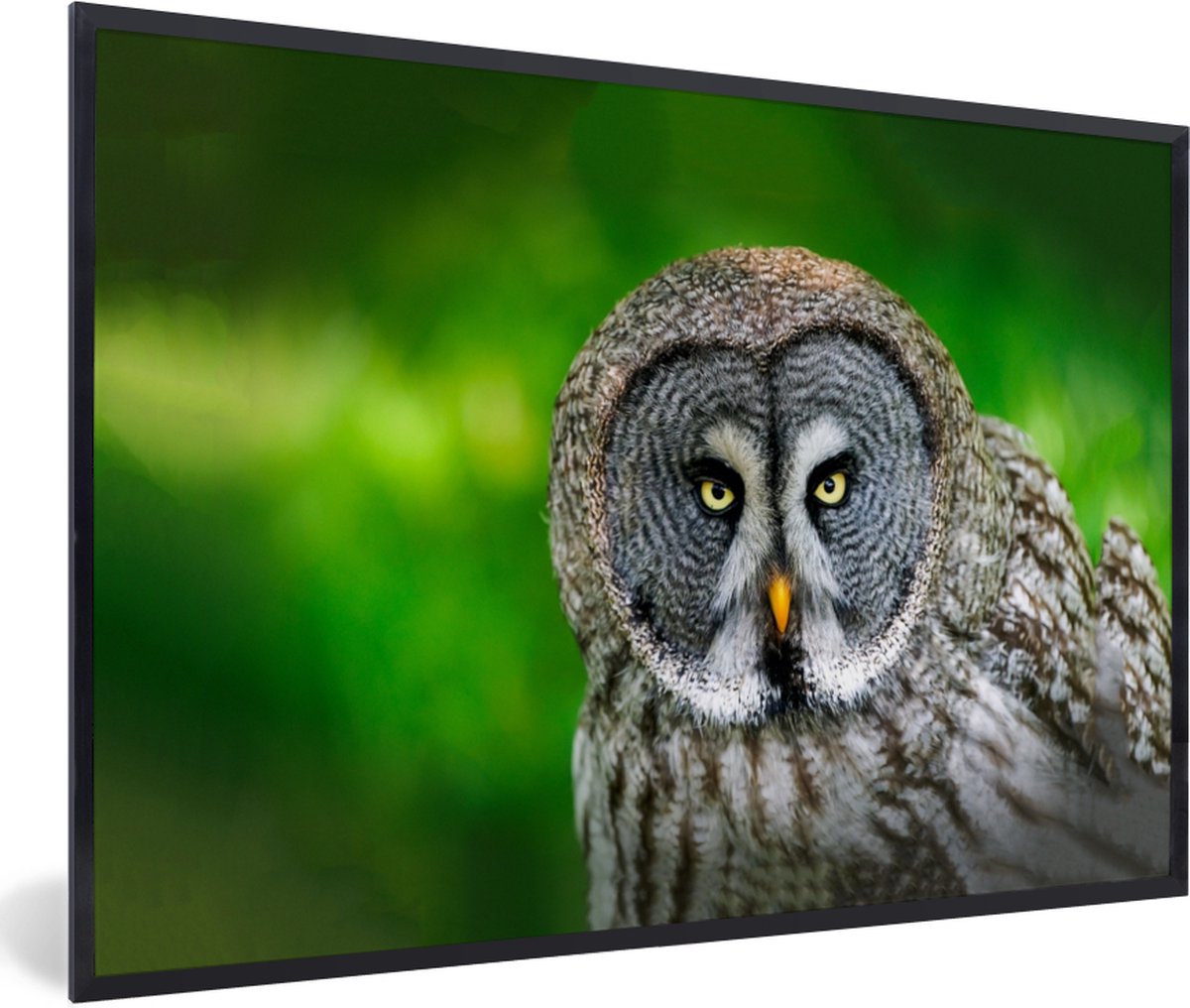PosterMonkey - Poster - Fotolijst - Vogel - Uil - Dieren - 90x60 cm - Poster uil - Poster vogels - Foto lijst - Poster kader - Slaapkamer - Frame
