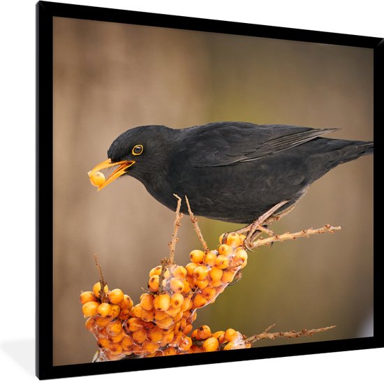 Poster - Fotolijst - Vogel - Merel - Winter - IJs - Bes - 40x40 cm - Poster kader - Wanddecoratie dieren - Poster natuur - Poster vogels - Frame poster