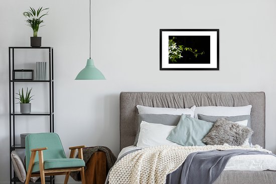 Photo en cadre - Une branche rampante de clématite blanche sur fond noir Cadre photo noir avec passe-partout blanc, moyen 60x40 cm - Affiche sous cadre (Décoration murale salon / chambre)