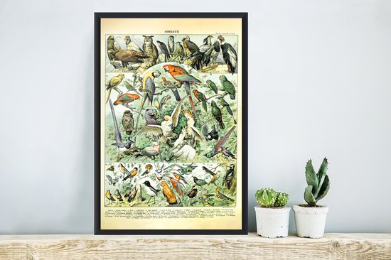 Affiche avec cadre Animaux - Vogels - Design - 40x60 cm