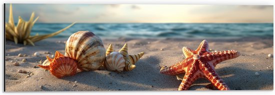 Dibond - Zeeschelpen en Zeesterren aan de Kust - 60x20 cm Foto op Aluminium (Met Ophangsysteem)