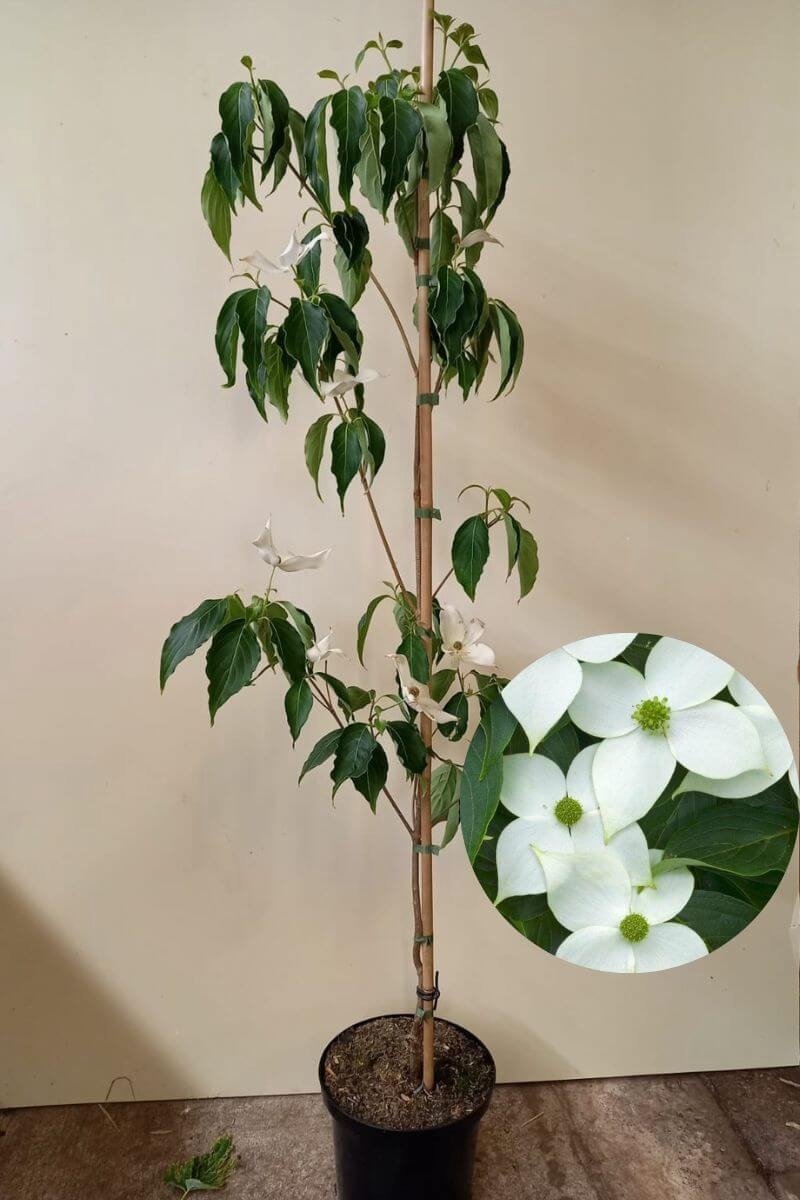 Jonge Japanse Grootbloemige Kornoelje boom | Cornus kousa 'China Girl' | 150-200cm hoogte