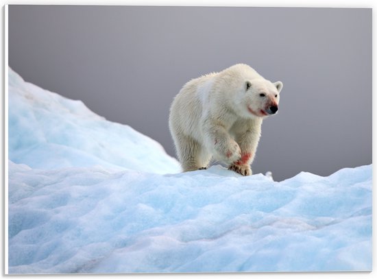 PVC Schuimplaat - Witte ijsbeer bedekt met bloed loopt door de sneeuw heen - 40x30 cm Foto op PVC Schuimplaat (Met Ophangsysteem)