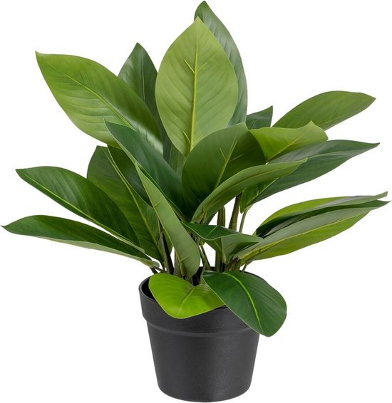 Decoratieve plant 50 x 45 x 48 cm Groen PVC