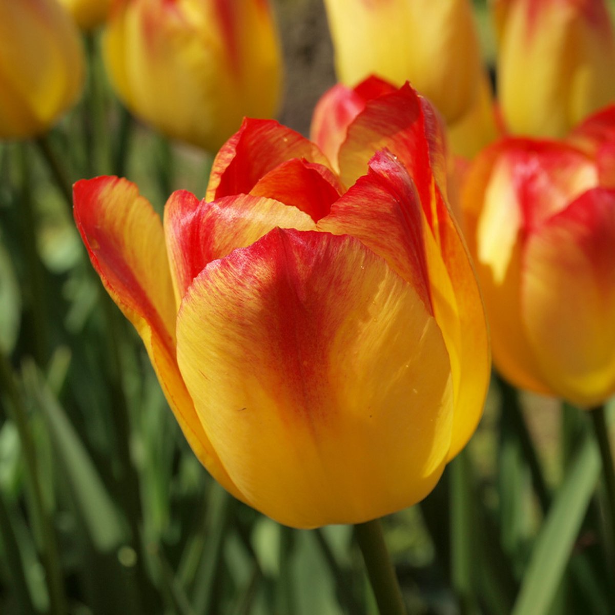 Tulp Suncatcher® | 10 stuks | Rood | Tulpenbollen | Snijbloem