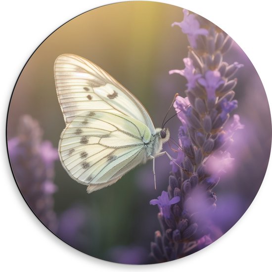 Dibond Muurcirkel - Insect - Vlinder - Bloem - Lavendel - 50x50 cm Foto op Aluminium Muurcirkel (met ophangsysteem)