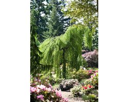 Rouwberk Youngii - Betula pendula - Tuin Decoratie - Parapluvormige Kroon - Tot 8m Hoog - Groen Geel
