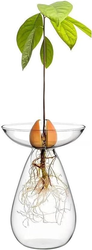 Glazen vaas voor het kweken van avocado-pitten, transparante hydrocultuur bloempot, kweekset voor kleine boompjes – voor interieurdecoratie thuis en op kantoor.