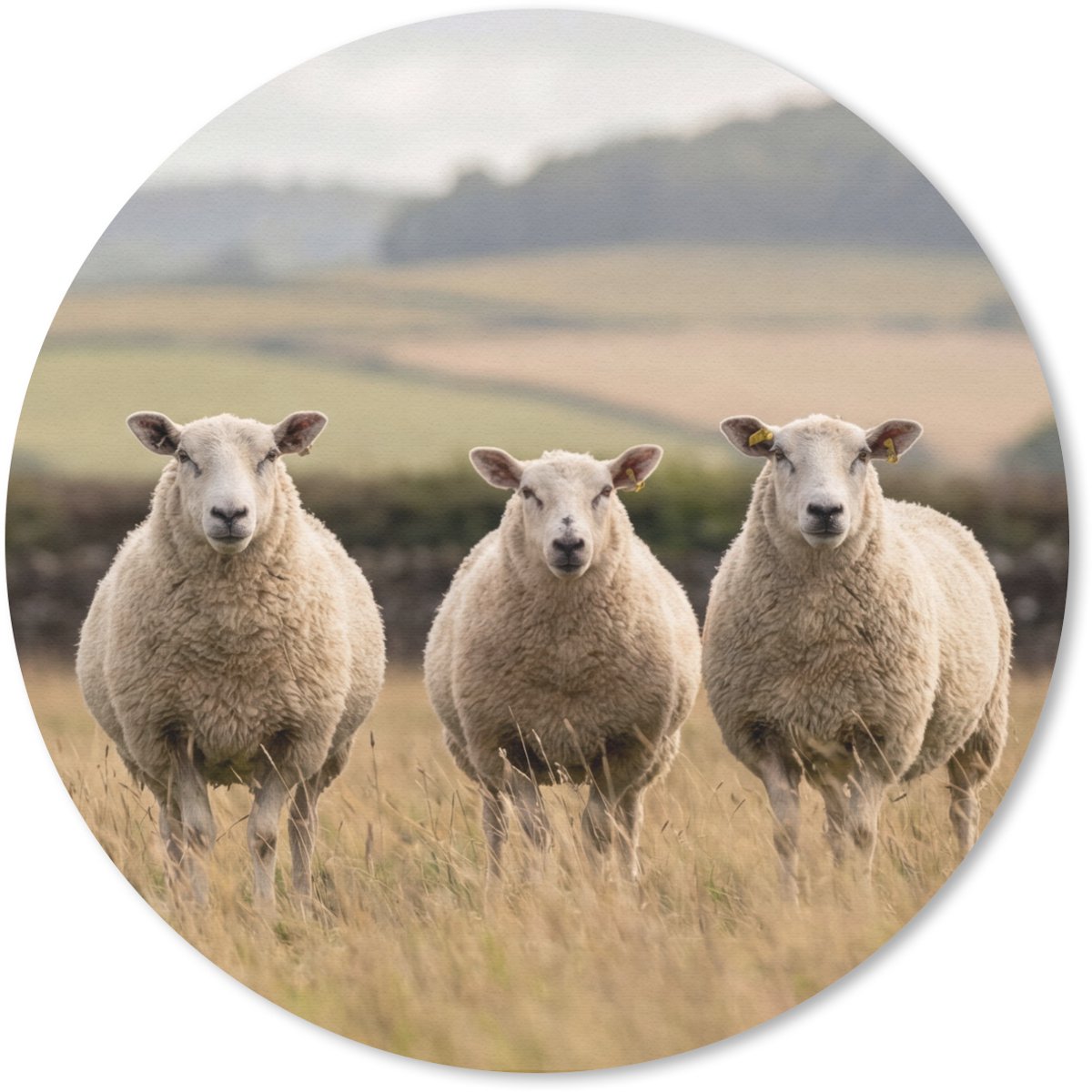 Muismat rond 40x40 cm - Mousepad Schapen - Weidenlandschap - Heuvels - Ronde muismatten