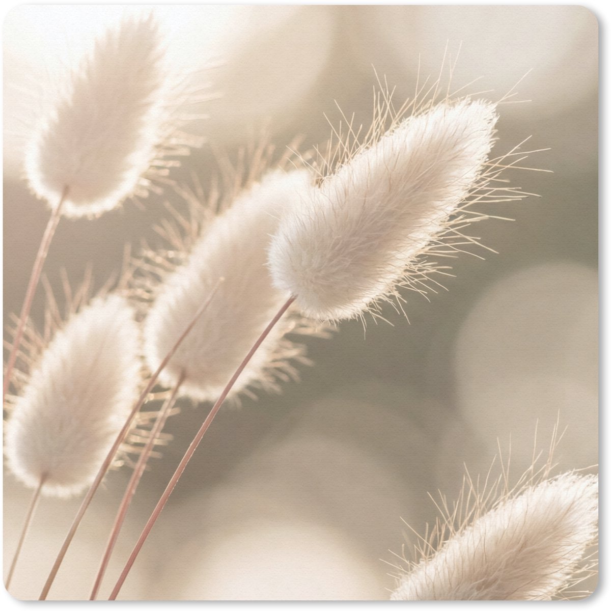 Muismat 20x20 cm - Mousepad Hazestaartgras - Wit - Zonlicht - Muismatten