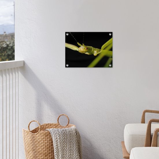 Gros plan d'un phasme affiche de jardin 40x30 cm - petit - Toile de jardin / Toile d'extérieur / Peintures d'extérieur (décoration de jardin)