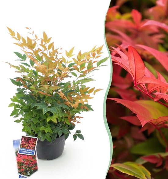 Green boutiQ - Tuinplant - Nandina Gulfstream - Oranje - 1 Plant - Groenblijvend - Weinig Onderhoud - Pot 17cm Hoogte 35 - 45cm