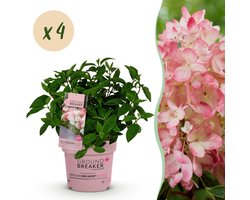 Green boutiQ - Tuinplant - Hydrangea panniculata Groundbreaker Blush - Pluimhortensia - Winterhard - Roze - 4 planten - Pot 14 cm - Hoogte 20-25 cm