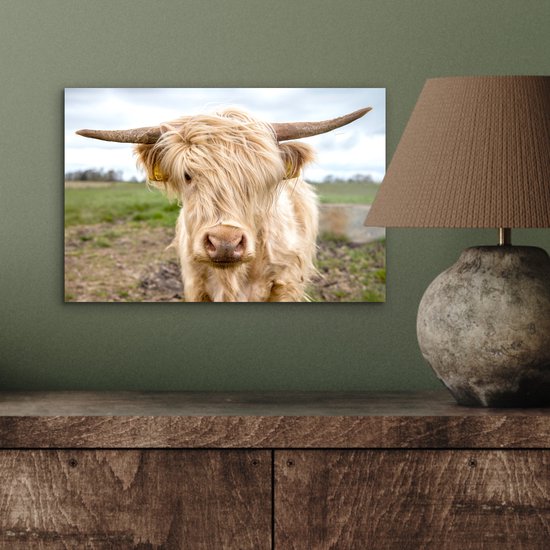 Highlander écossais de couleur Wit dans le pré Aluminium 30x20 cm - petit - Tirage photo sur aluminium (décoration murale métal)