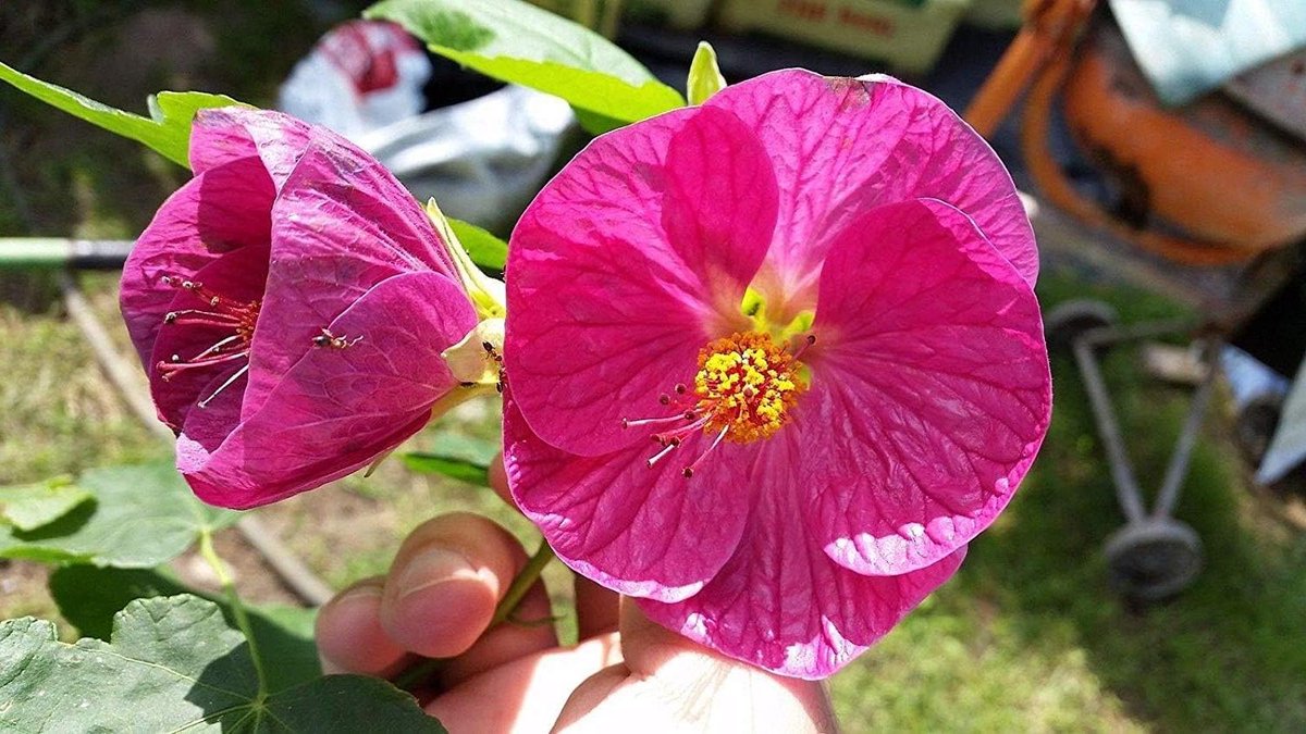 Abutilon Mix Lilac - Vlinderplant Zaden - Tuinieren Bloemen - Makkelijk Groeien - 1 Stuk - Paars
