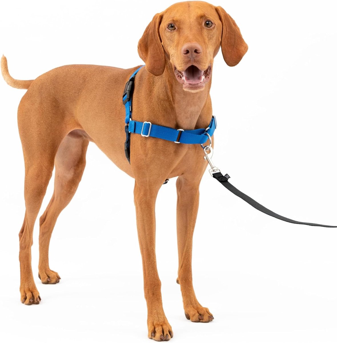 Hondentuigje - Honden Harnas - Stressvrij Wandelen - Voorkomt Trekken - Medium - Blauw