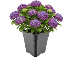 Garronda Hoge vierkante kunststof bloempot met drainagegaten voor tuin (Zwart, 30,5 x 30,5 x 31 cm (18L)) GD-KW-HS