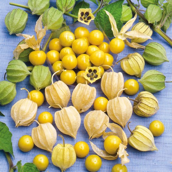 Ananaskers (Physalis peruviana)