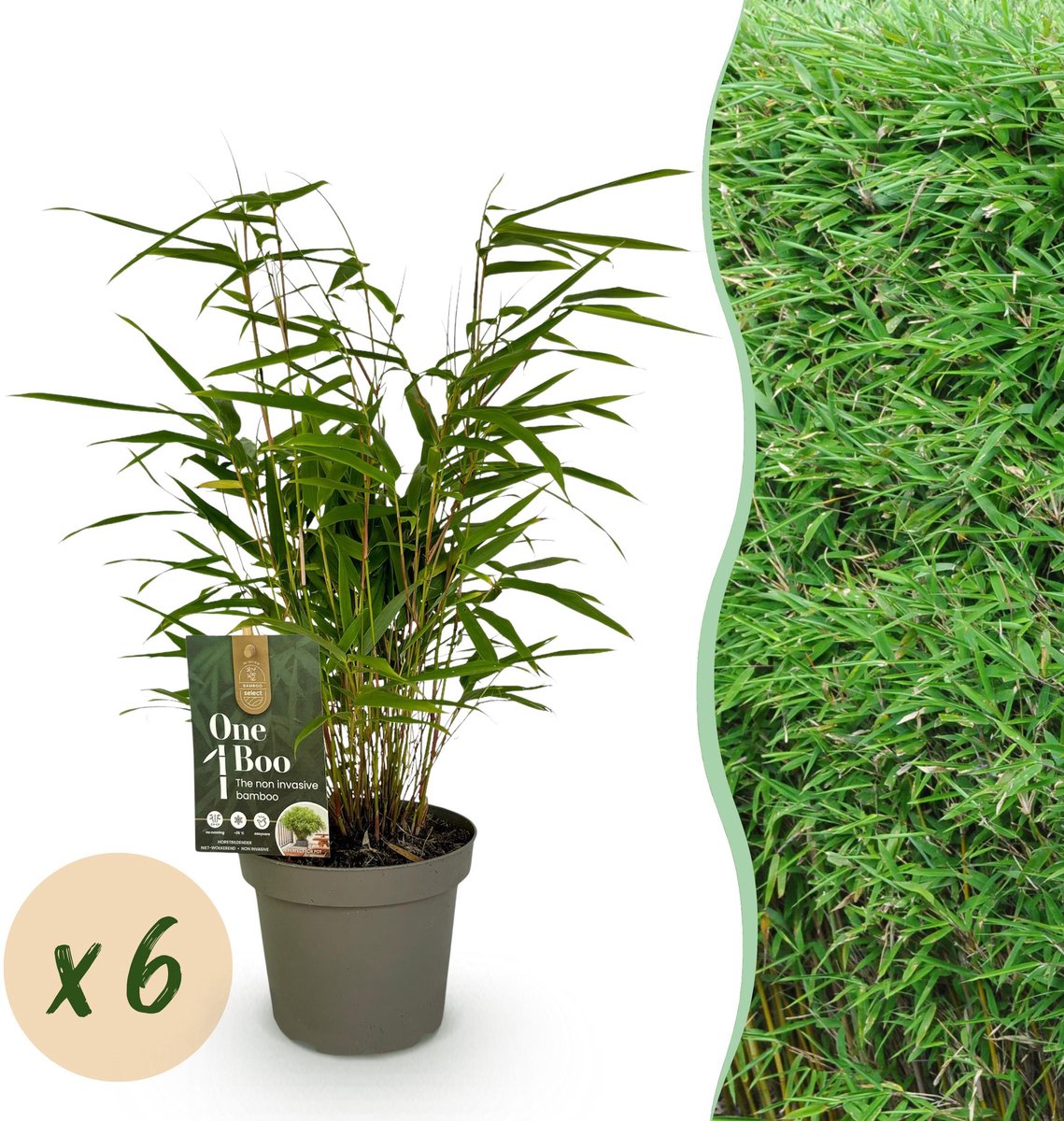 Plantenboetiek.nl | Bamboe - Fargesia Rufa - Bladhoudend - Niet Woekerend - Groen - 6 Planten - Ø14cm - 25-35cm hoog - Tuinplant