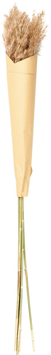 ASA Selection Pampasgras, Pampasgras, Droogbloem, Grassen, Decoratie, Deko, 75 cm, Bruin, 66327444