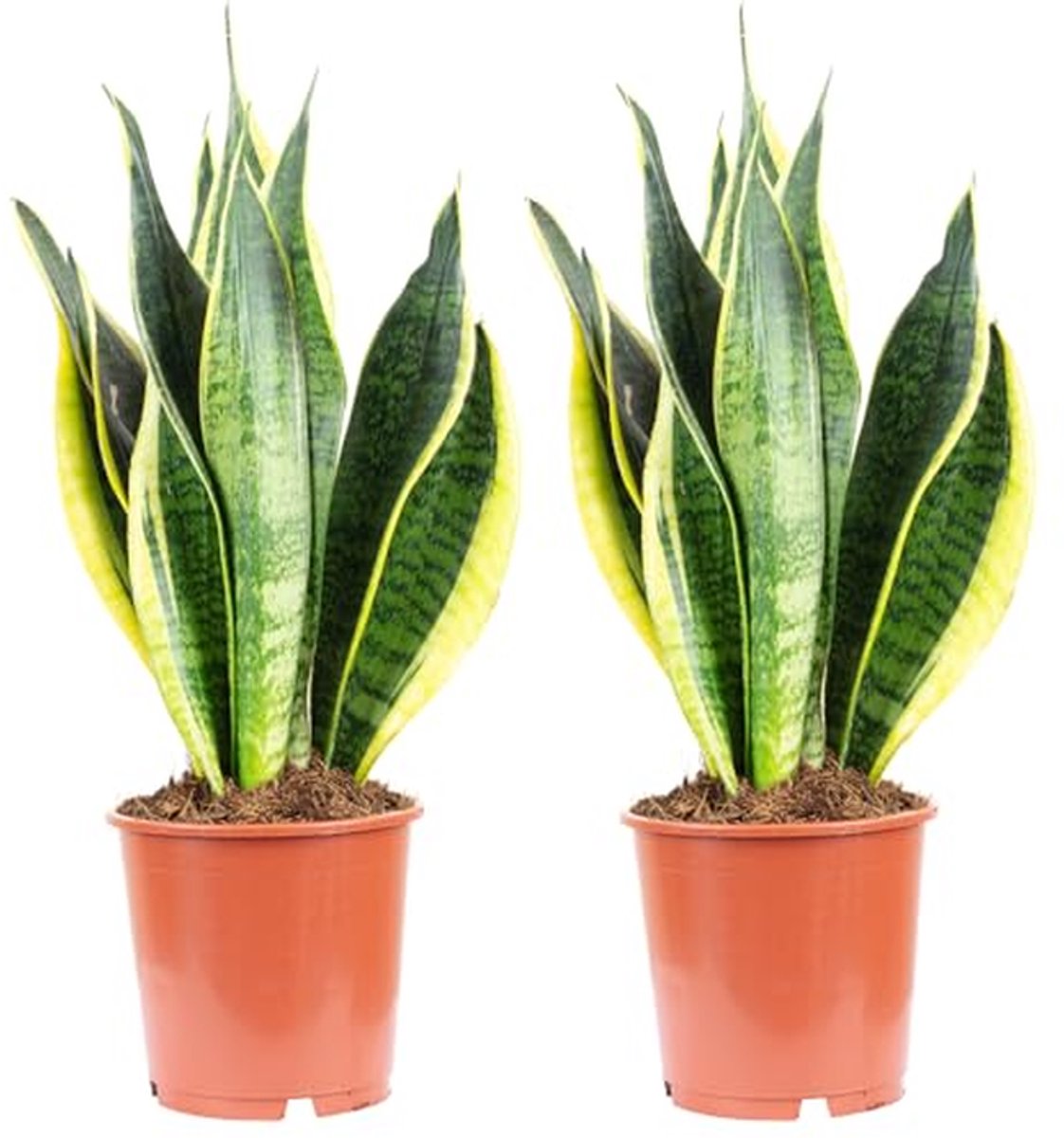 Onderhoudsvriendelijke Kamerplant 2x Booghennep - Sansevieria Trifasciata, Hoogte 45 cm, Pot-Ø 14 cm