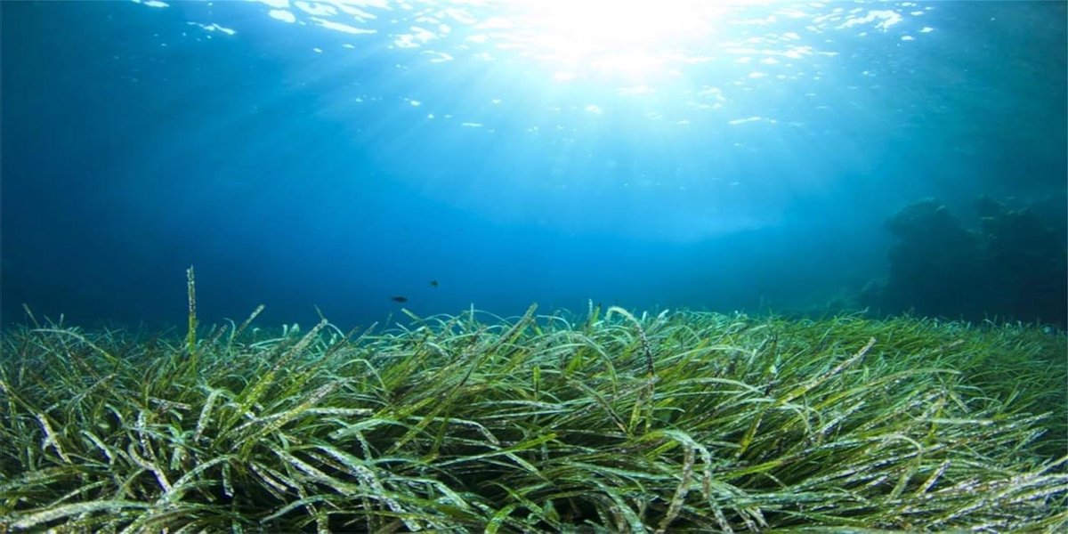 Aquarium Achtergrond - Oceaan Poster - Decoratie Aquarium - Levendige HD Beelden - 120x50cm - Waterplant Ontwerp