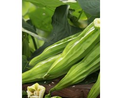 Okra Zaden Clemson Spineless Abelmoschus Esculentus Eenjarig