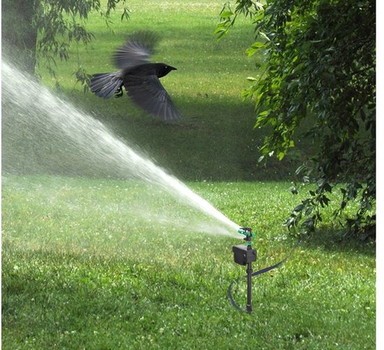 Een gazonsproeier sproeit water, een kraai vliegt naar links boven.