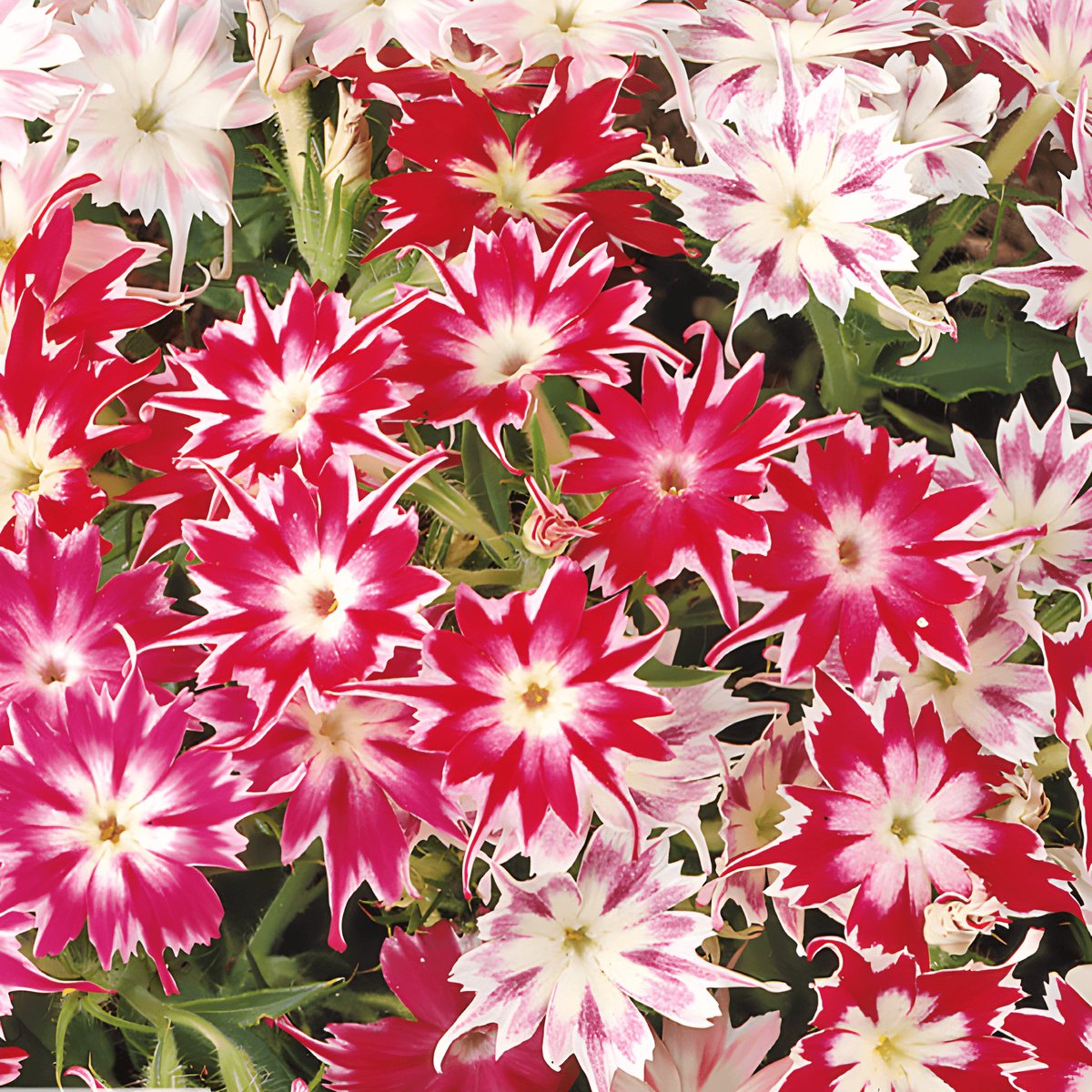 Sterphlox Zaden Twinkle Gemengd Phlox Drummondii Eenjarig