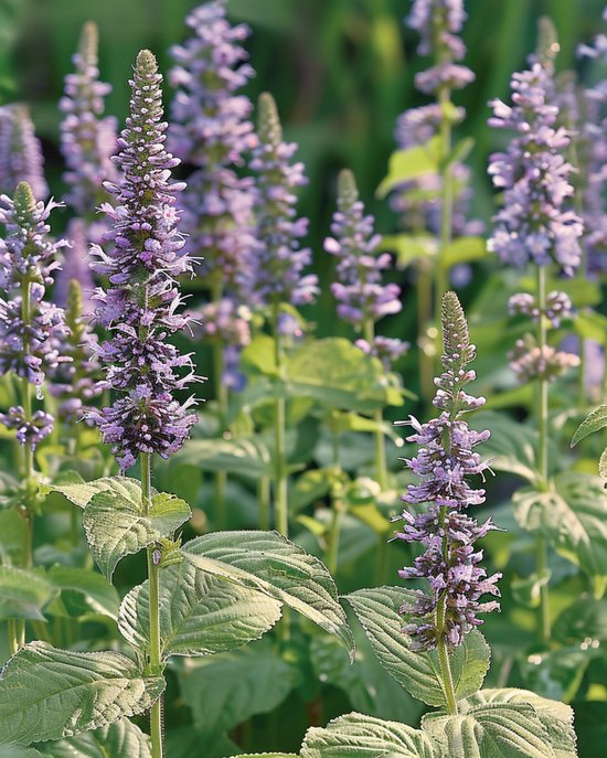 Dropplant Zaden Agastache Foeniculum Eenjarig Snijbloem 60 Cm