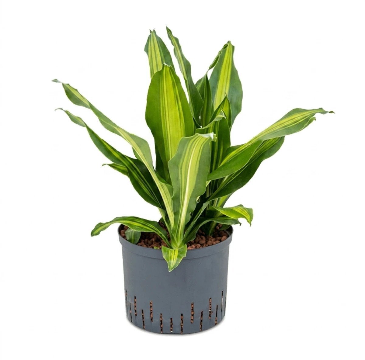 Hydroplant Dracaena Fragrans Burley
