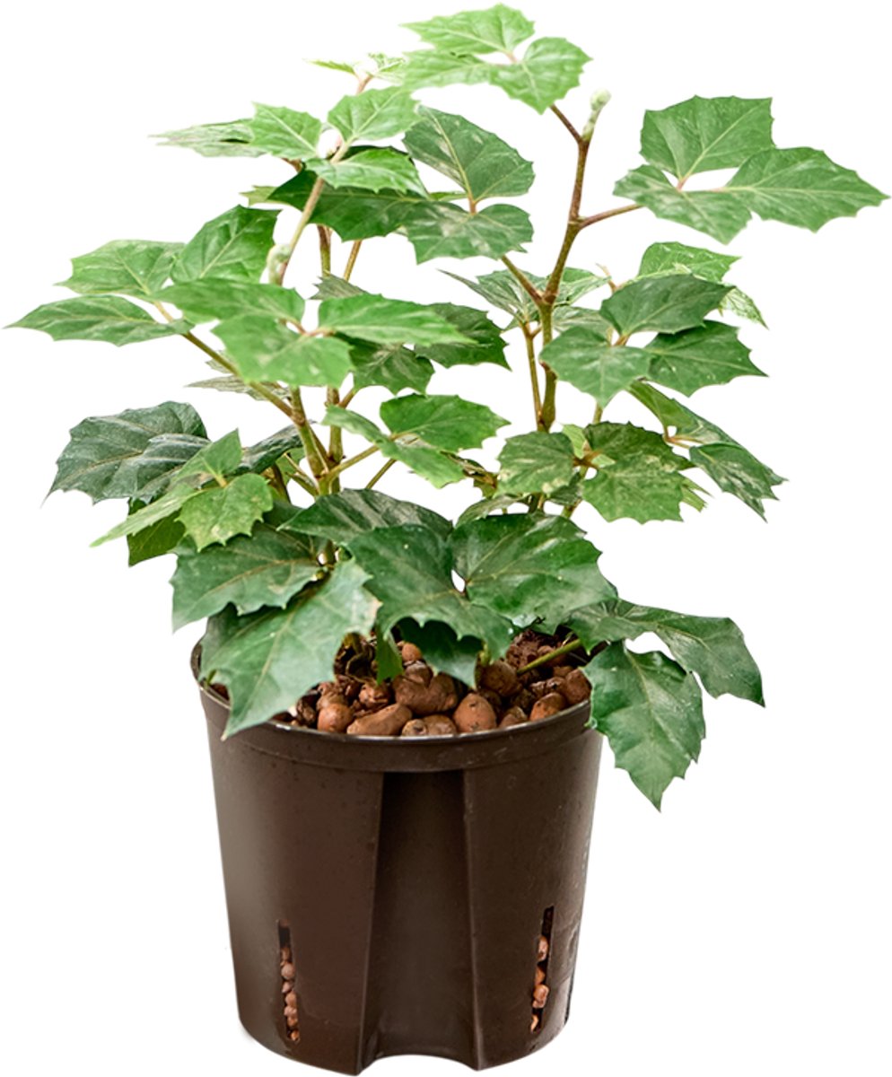 Cissus rhombifolia 'Manda' Hydrocultuur - 35cm pot 13cm