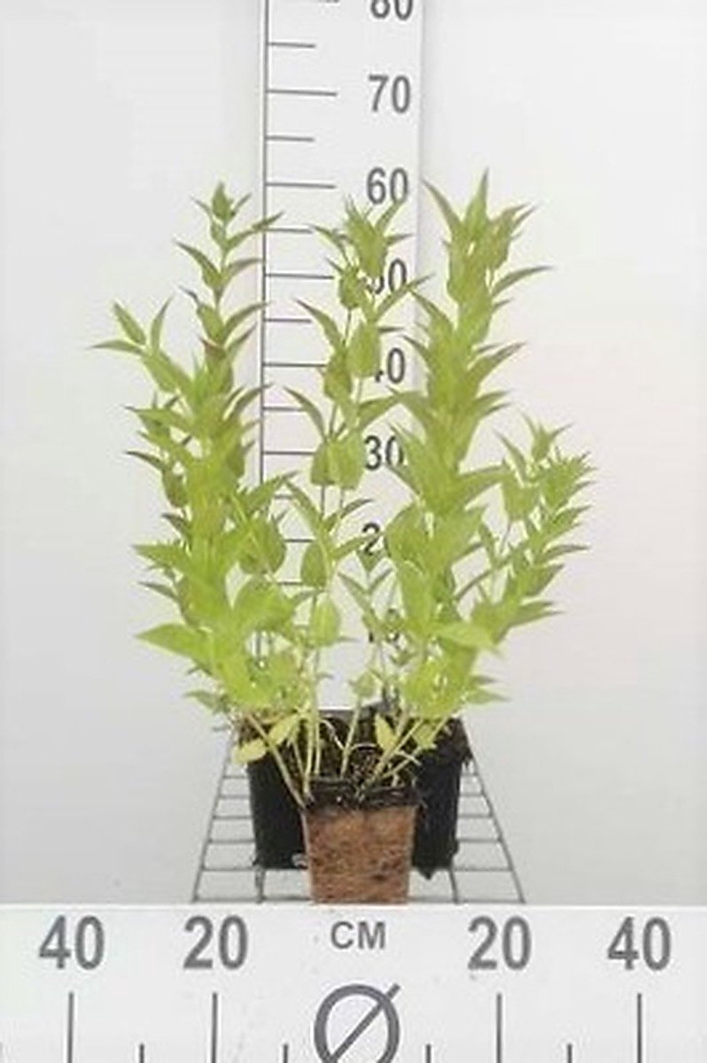 6x Kattekruid - Nepeta sibirica | 9x9 cm pot
