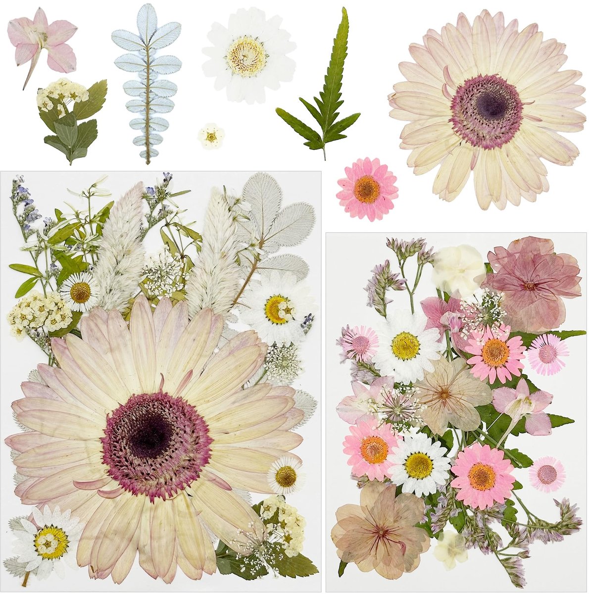 Dailygoods- Gedroogde Bloemen Natuurlijke Geperste - Hars - Knutselen - Scrapbooking - Doe-het-zelf - Bladeren - Kunstbloemen