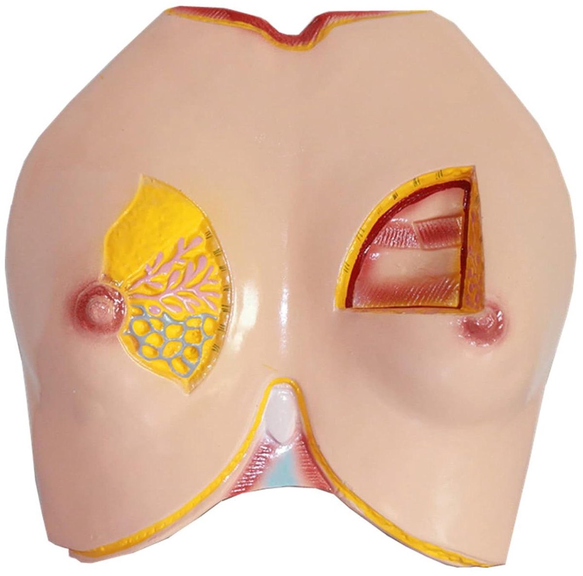 Anatomisch Model - Borst Model - Leren Lichaam - Gedetailleerde Weergave - 26.5x26.5x9cm - N.v.t.