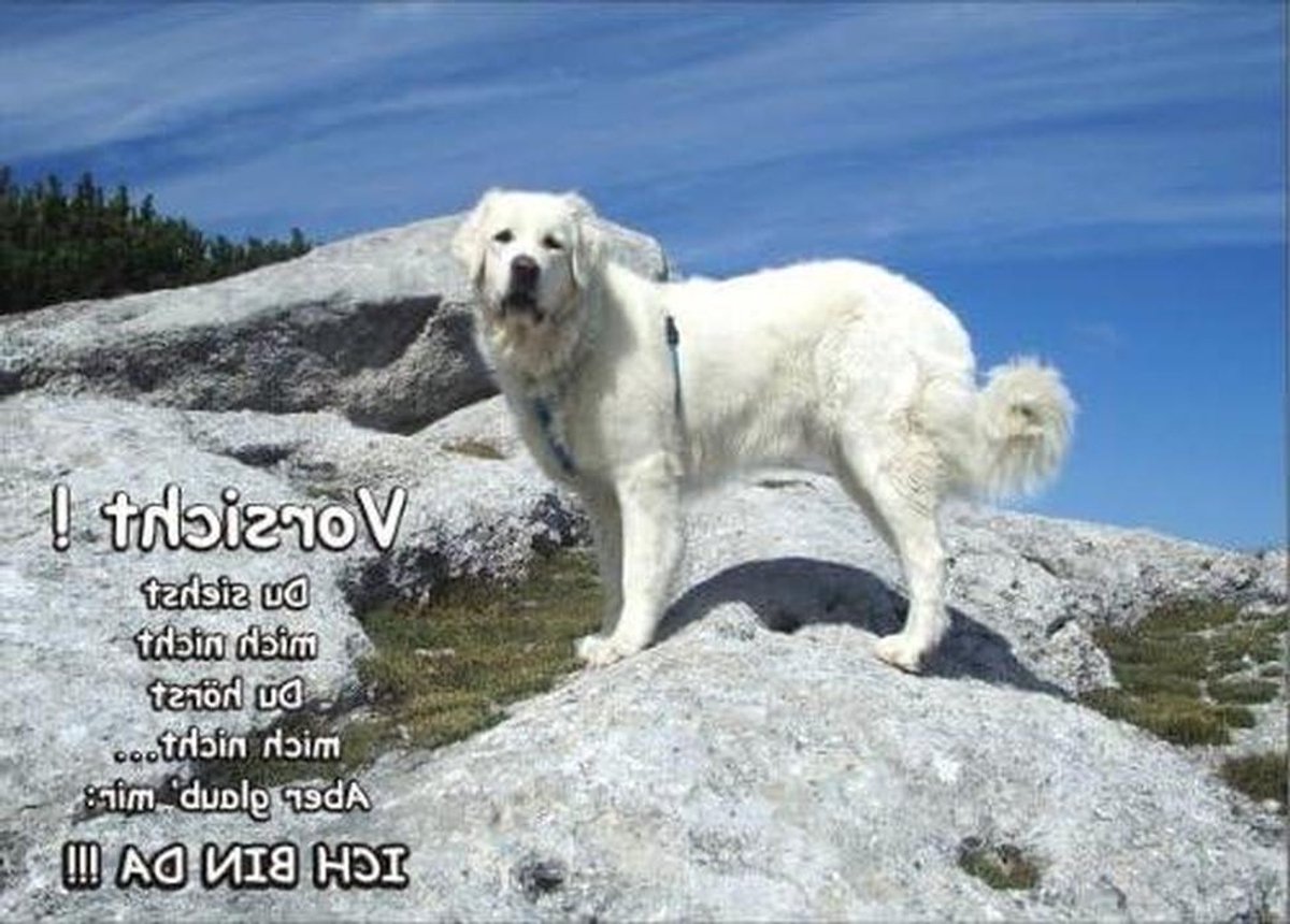 Deurbordje Funschild SE624 ACHTUNG hond Podhalaner, DIN A5