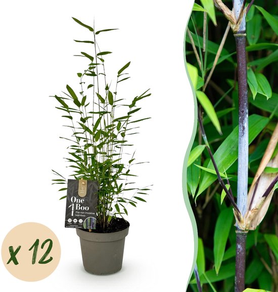 Green boutiQ - Bamboe - Fargesia Black Dragon - Bladhoudend - Niet Woekerend - Groen -...