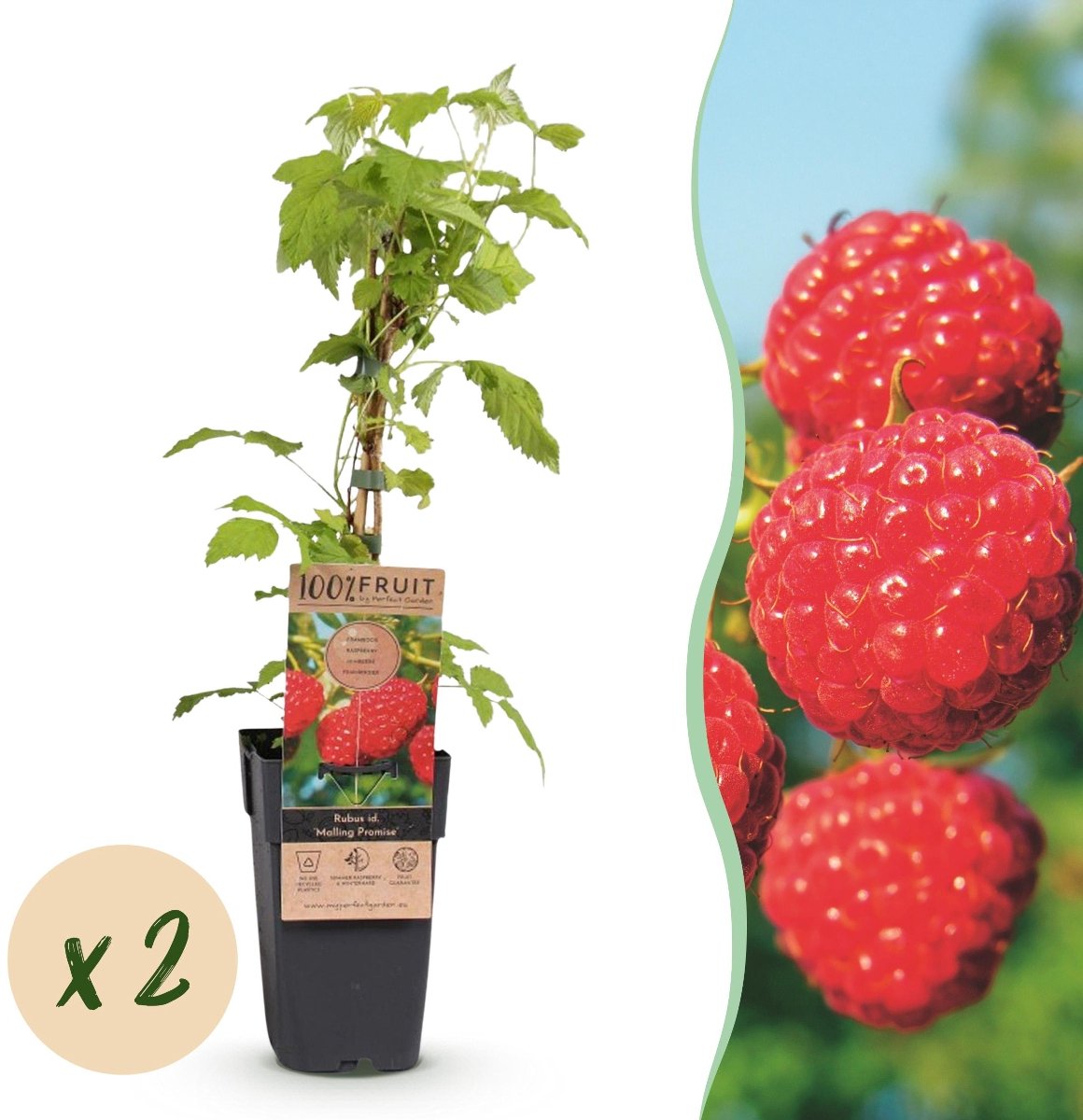 Green boutiQ - Fruitplant - Rubus idaeus Malling Promise - Frambozenplant - Winterhard - Rode Framboos - 2 Planten - Pot 15cm - Hoogte 50cm
