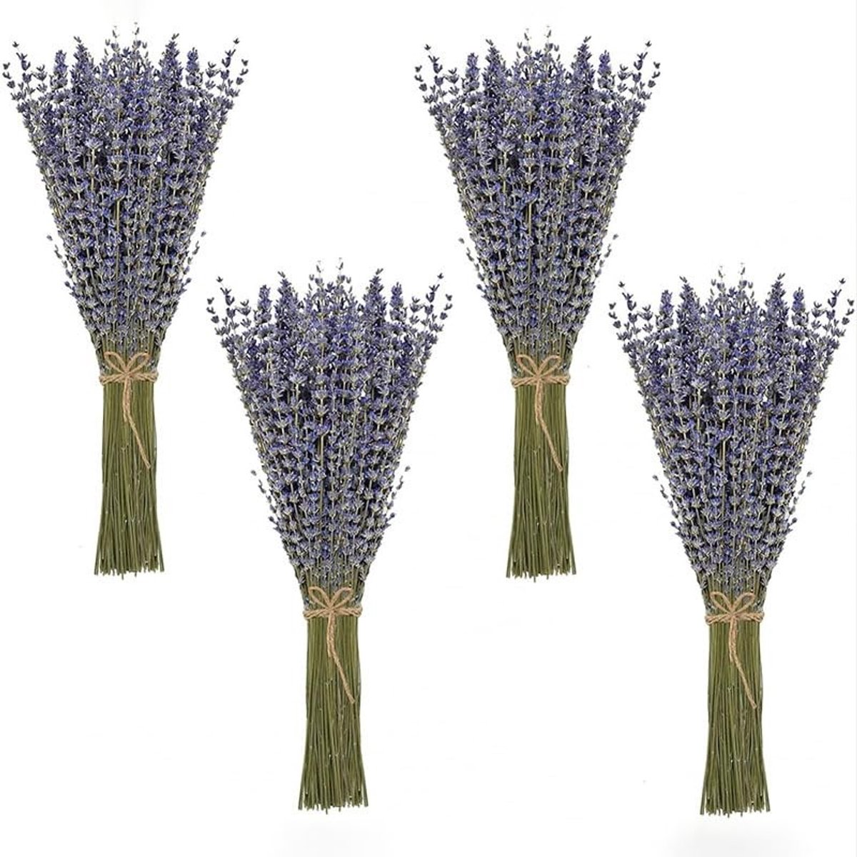 Dailygoods - Dailygoody - Lavendel Secched Bundle - Gedroogde bloemen - 100 stelen - Lavendelbloemen uit de Provence - Perfect voor decoratie - Geurig en sfeervol