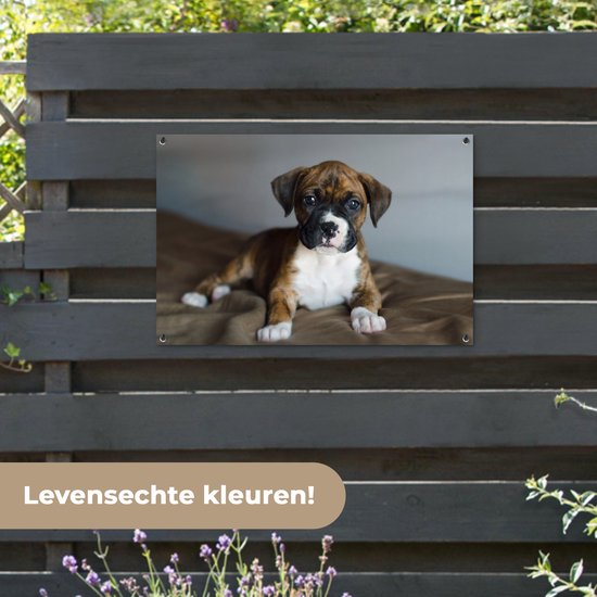 Affiche de jardin chiot Boxer couché sur un kussen 90x60 cm - Toile de jardin / Toile d'extérieur / Peintures pour l'extérieur (décoration de jardin)