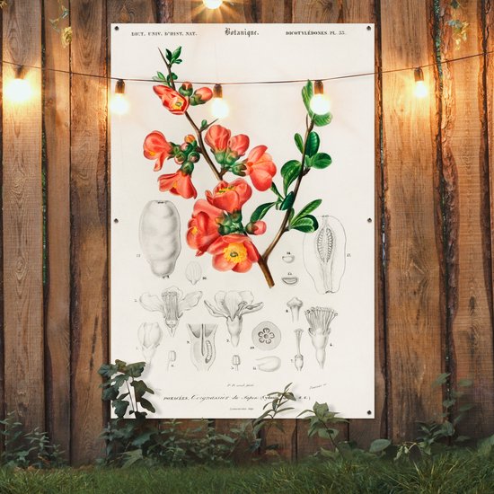 Décoration murale Plante - Vintage - Botanica - 120x180 cm - Affiche jardin - Toile jardin