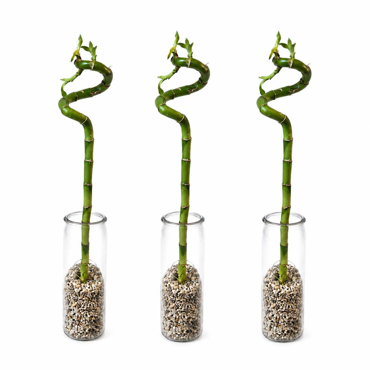 vdvelde.com - Lucky Bamboo Complete Set van 3 met Stevig Glas en Steentjes - Dracaena Sanderiana Geluksbamboe - Decoratieve Feng Shui Kamerplant 40-45cm