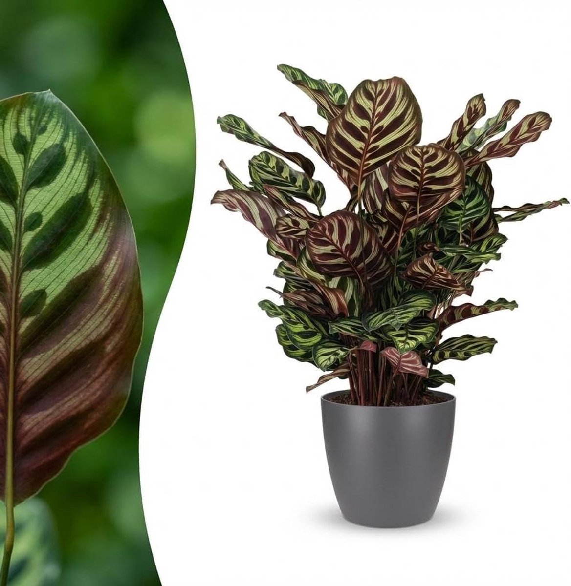 Kamerplant Calathea - Pauwenplant Makoyana - Interieur Decoratie - Natuurlijke Luchtreinig