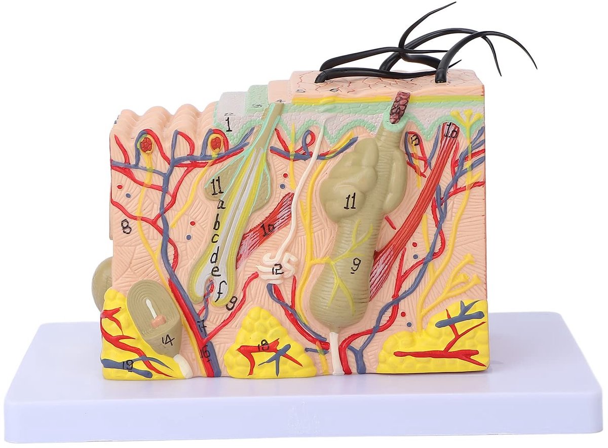 Dailygoods- Huidmodel 35-voudige vergroting - Anatomisch Model - 3D Huidmodel - PVC Materiaal - Onderwijsstudie - Duurzaam en Lichtgewicht