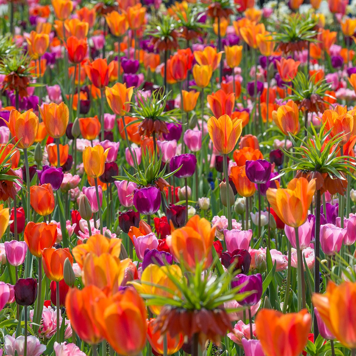From Dusk till Dawn Mix | 100 stuks | Meerkleurig | Oranje | Rood | Paars